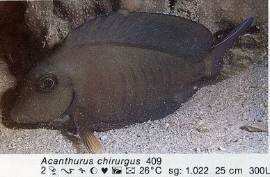 Acanthurus chirurgus